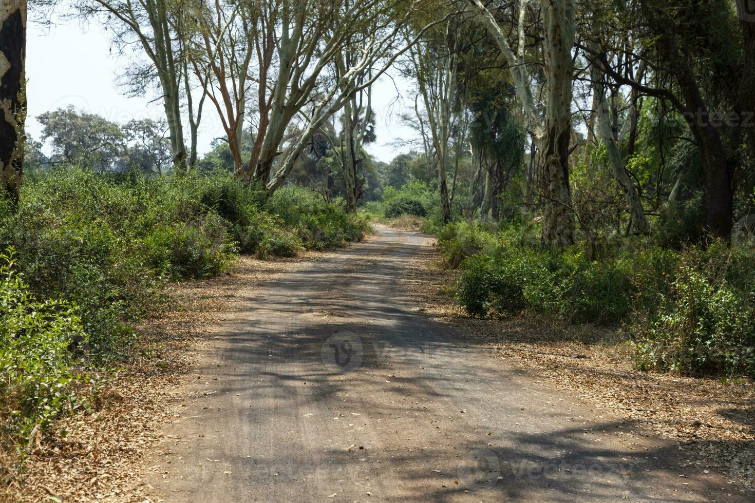 sporco strada nel febbre albero foresta pafuri kruger np foto