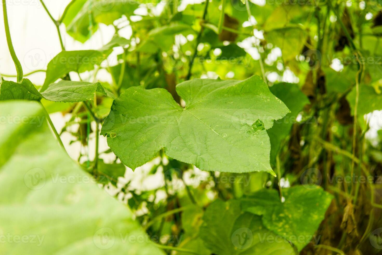 cetrioli appendere su un' ramo nel il serra. il concetto di giardinaggio e vita nel il nazione. foto