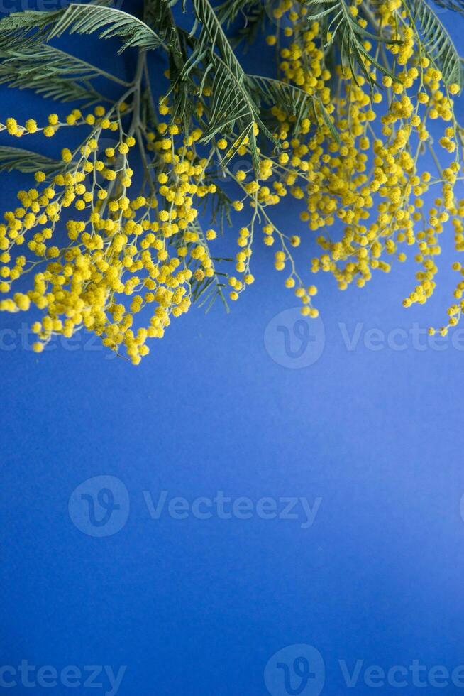 primavera concerto. mimosa su un' blu sfondo. mimosa avvicinamento. contento primavera. foto