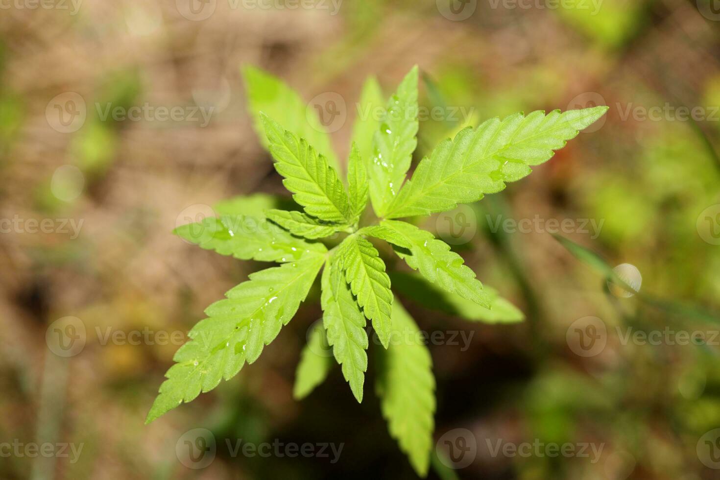 bambino canapa pianta il vegetativo palcoscenico di marijuana in crescita piantina macro su natura verde sfondo per il produzione essenziale CBD olio nel medicinale preparazioni grande dimensione alto qualità Stampa foto