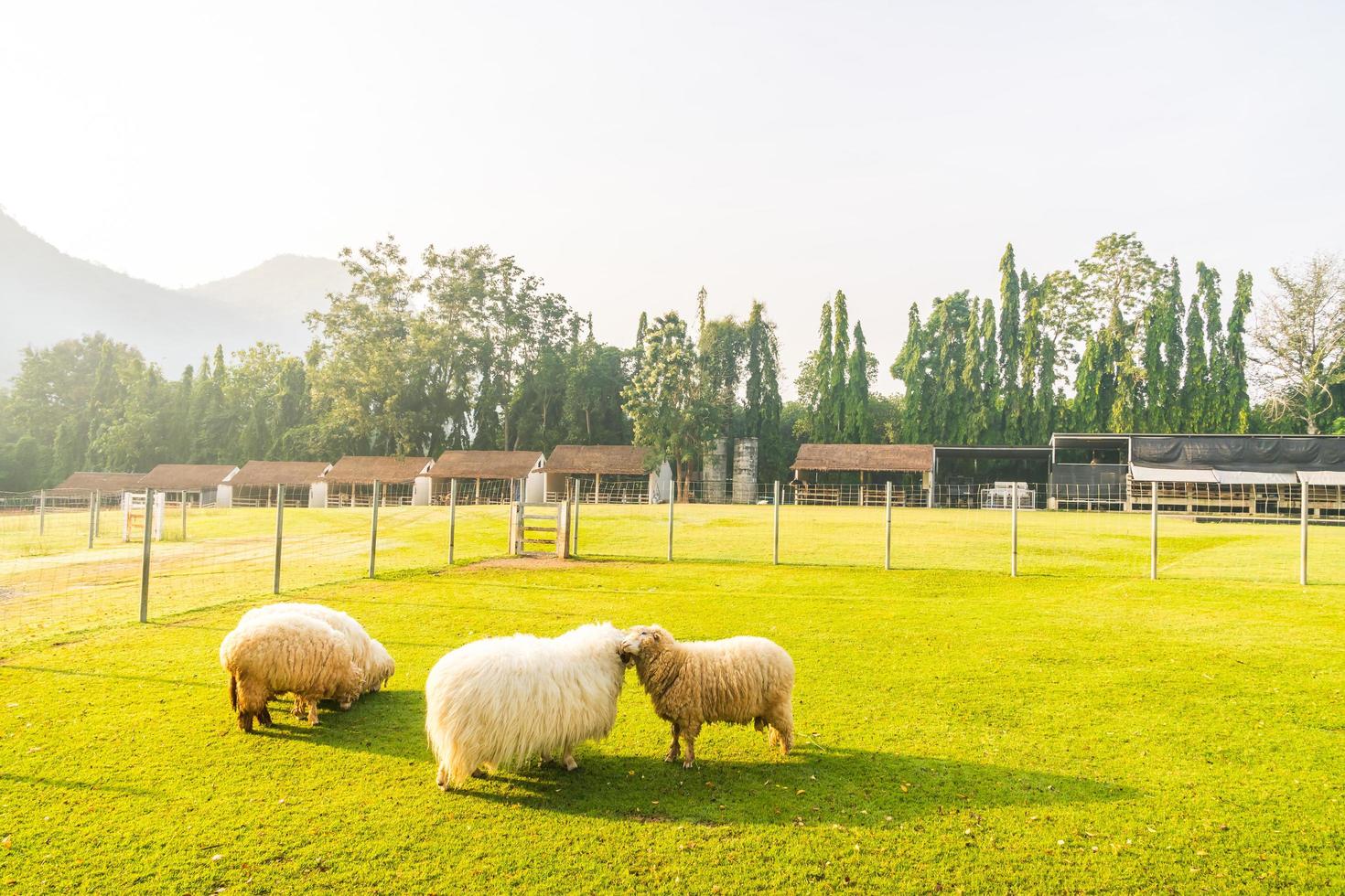 sfocatura astratta parco con campo verde foto