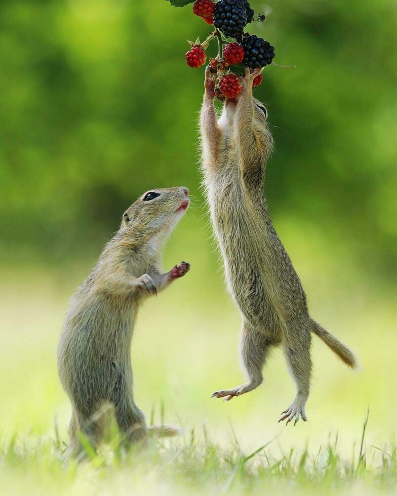 scoiattoli mangiare bacche, carino paio di scoiattoli nel naturale William ambiente paio di carino scoiattoli esplorando naturale foresta ambiente, in mostra natura e natura. foto