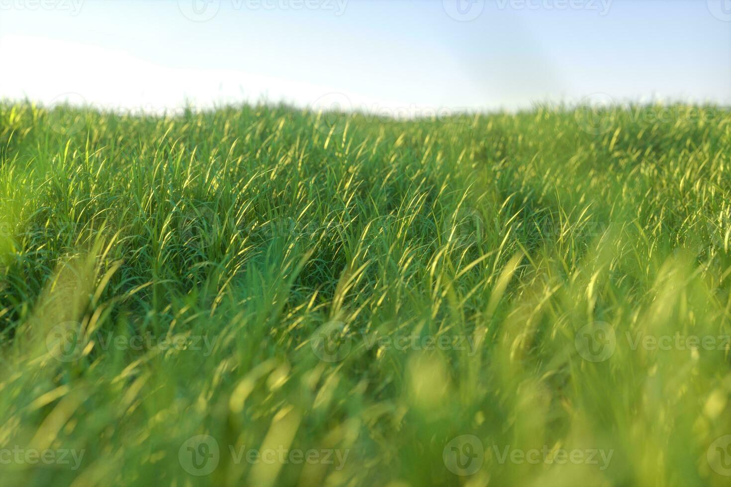 verde erba e luminosa campo, naturale scenario, 3d resa. foto