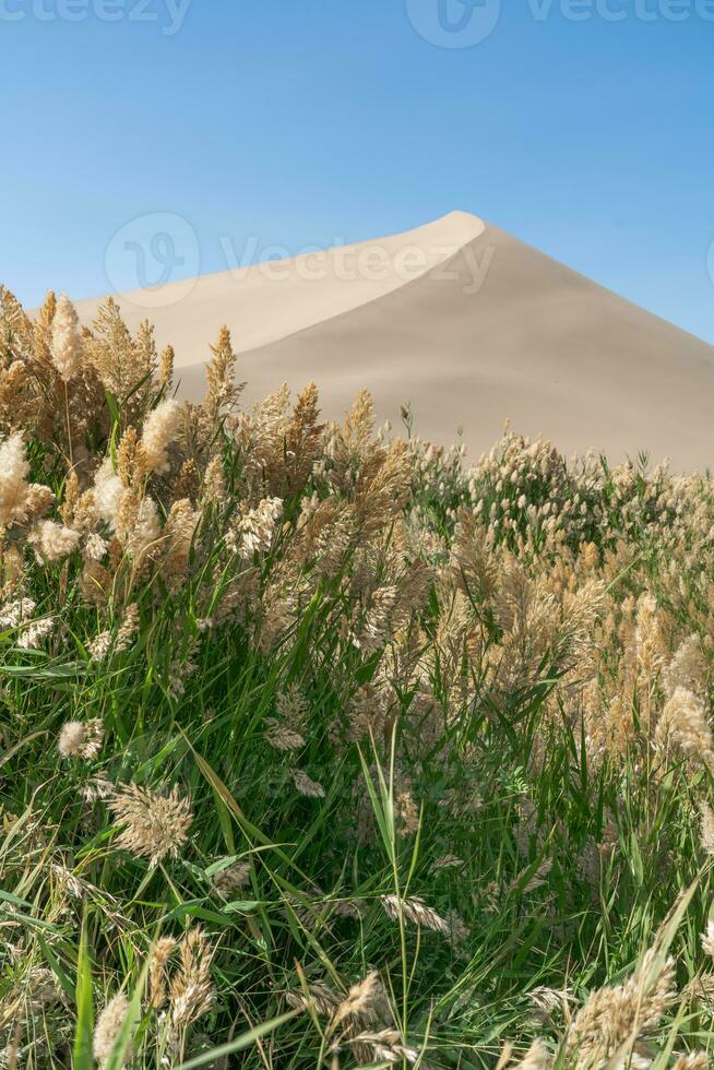 verde canne in giro il deserto. foto