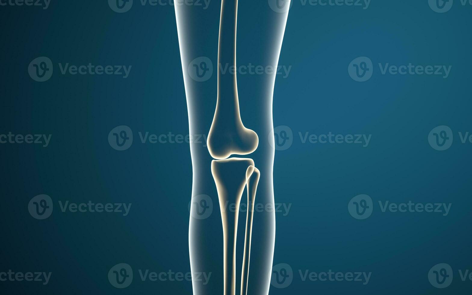 gamba ossatura e ginocchia, 3d resa. foto
