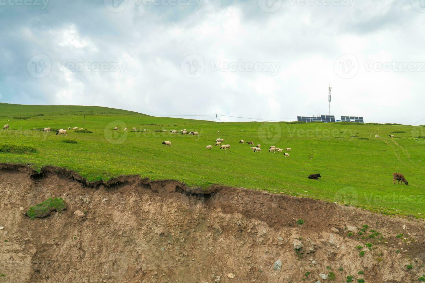 immagini di pecora nel il prato. foto