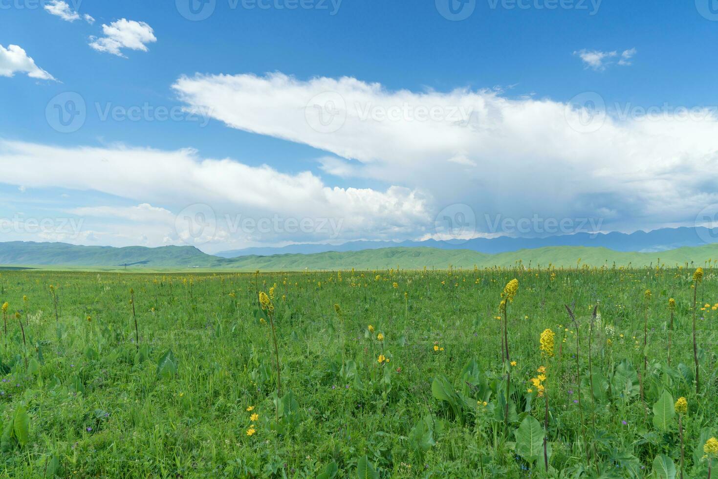 nalati prateria con il blu cielo. foto