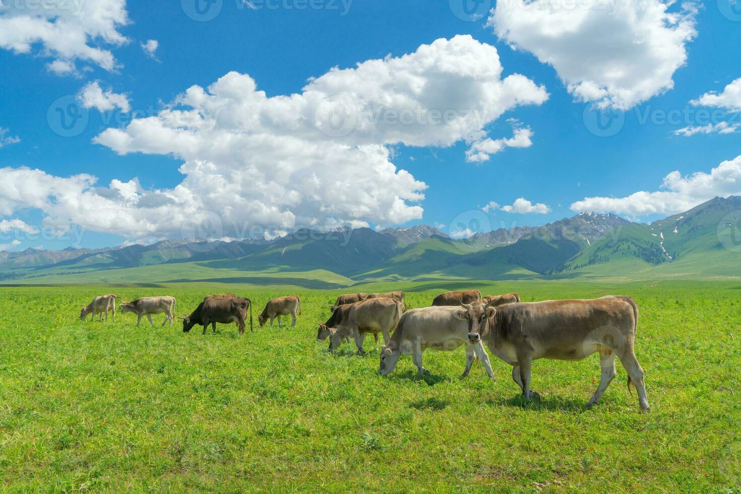 prateria e tori sotto il blu cielo. foto