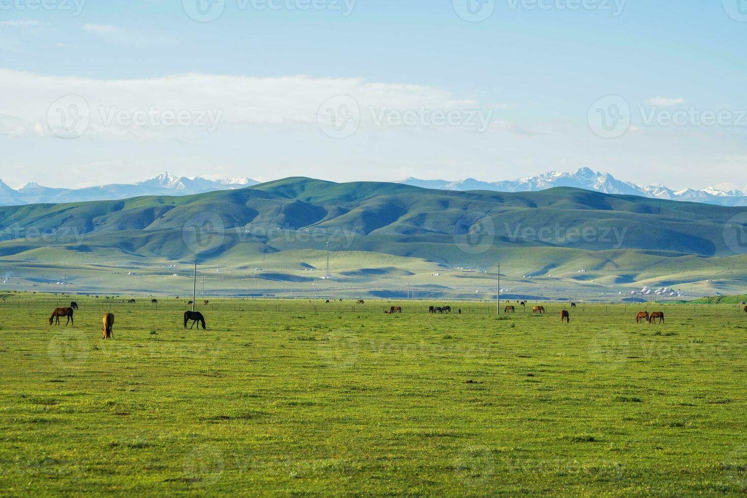 prateria e cavalli nel il sole. foto