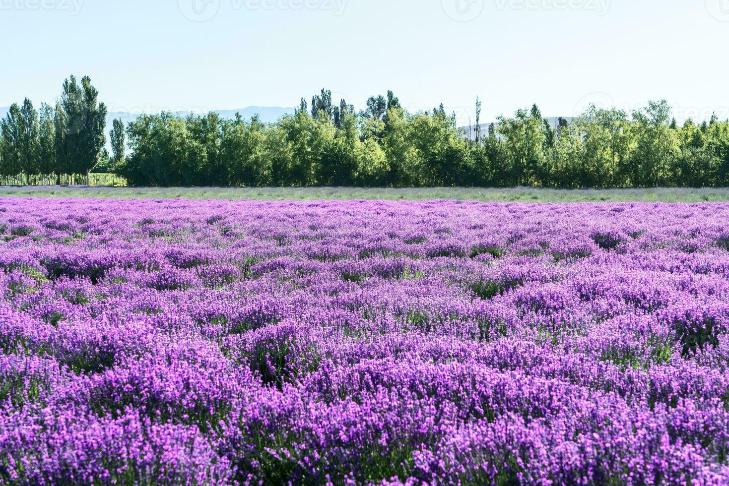 lavanda proprietà terriera su un' soleggiato giorno. foto