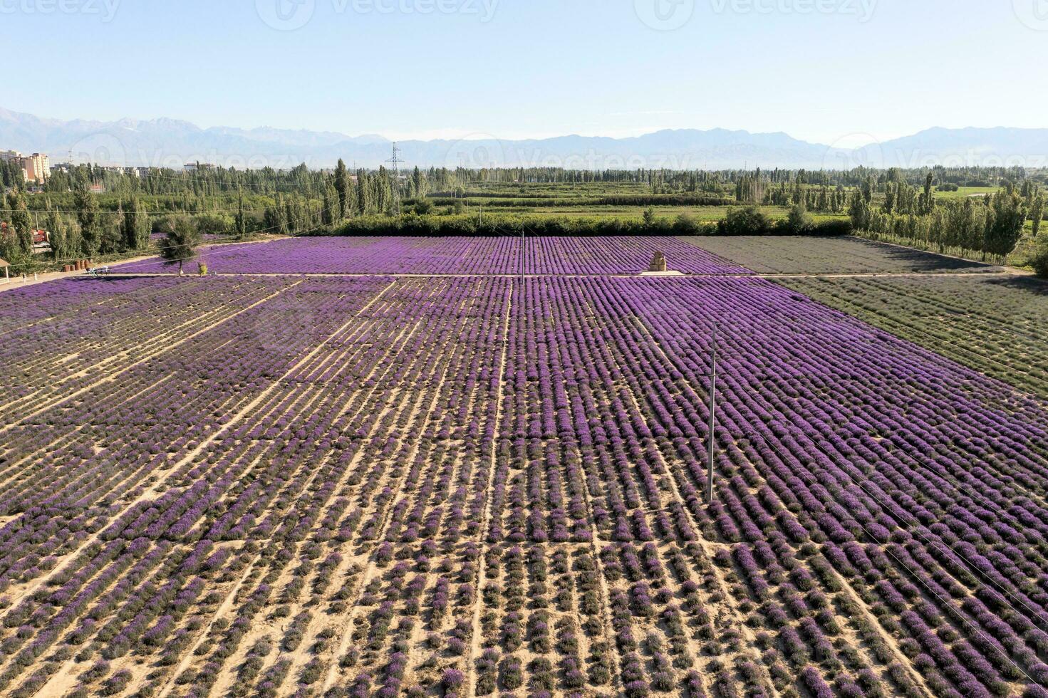 lavanda proprietà terriera su un' soleggiato giorno. foto