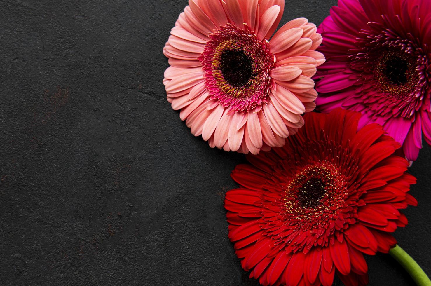 fiori di gerbera luminosi su sfondo nero foto