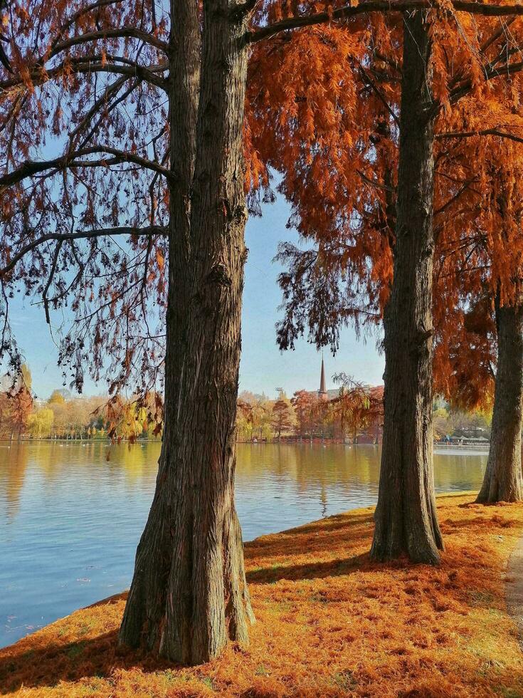 autunno, foglie, albero Immagine foto