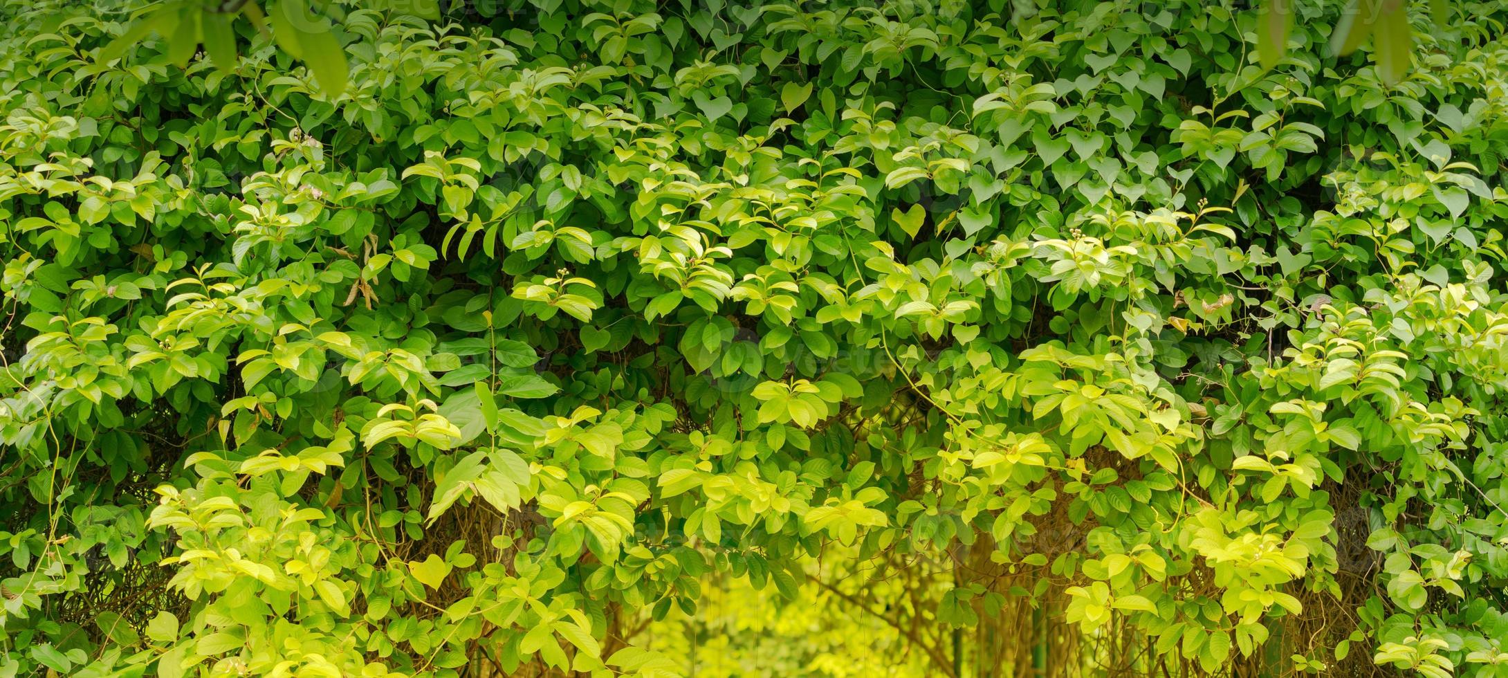 foglia verde naturale, foglie di albero verde fresco sotto la luce del sole foto