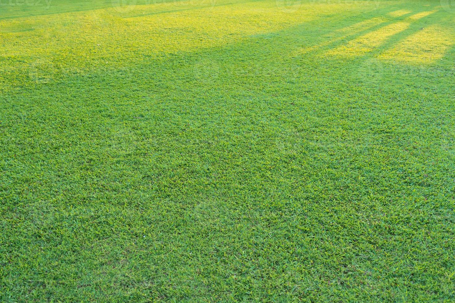 erba verde con la luce del sole nel parco foto