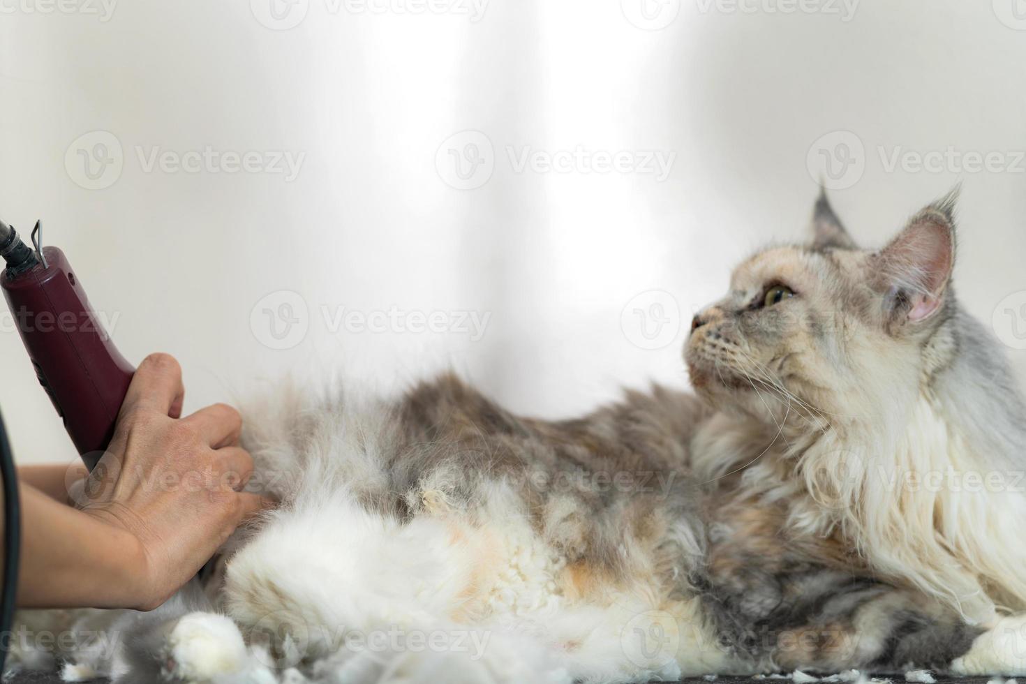 toelettatura gatto, toelettatore taglio pelo di gatto nel salone di bellezza per cani e gatti foto