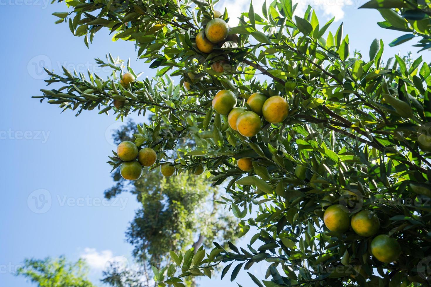 giardino di piantagioni di arance, arance mature appese a un albero foto