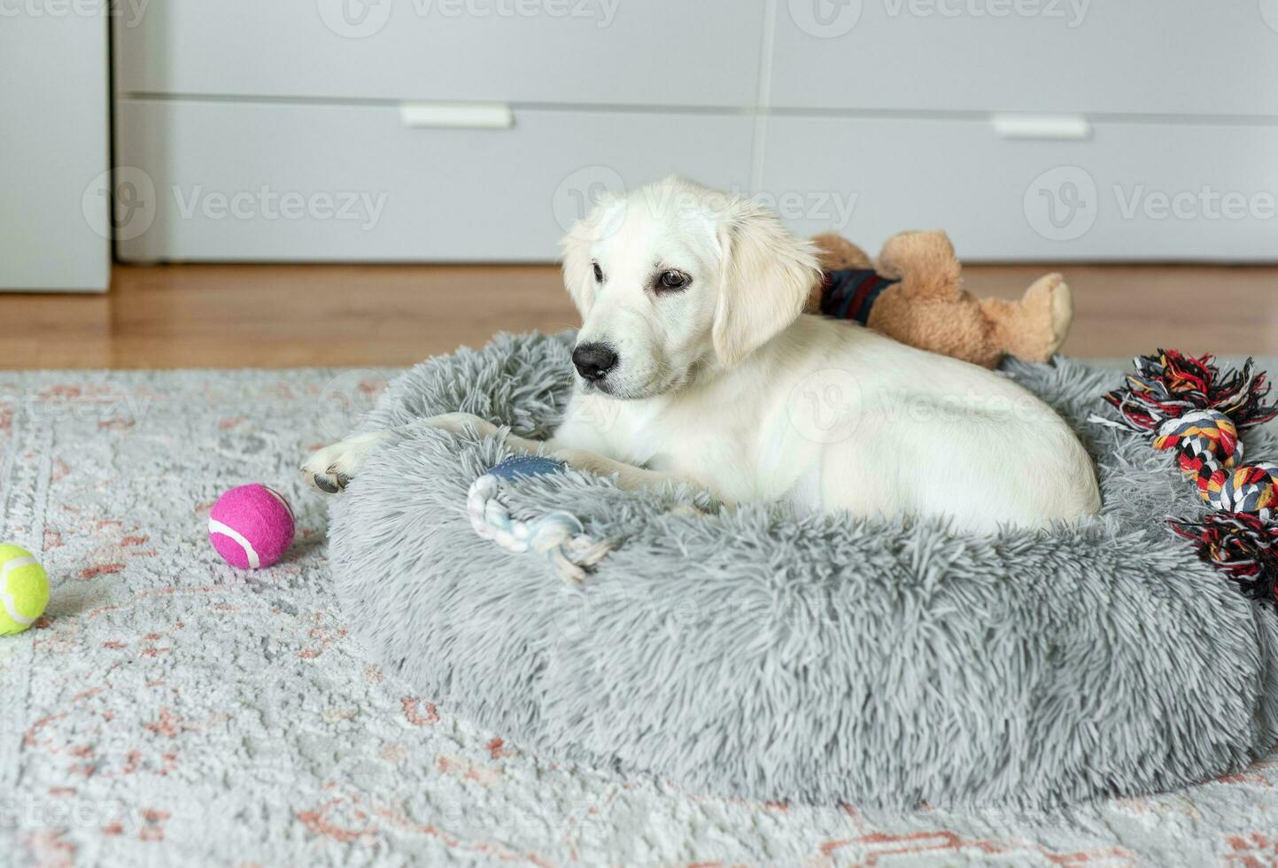 un' cucciolo di un' d'oro cane da riporto è riposo nel un' cane letto. foto