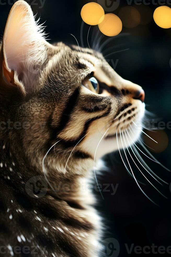 vicino su ritratto di un' carino gatto con bellissimo occhi. foto