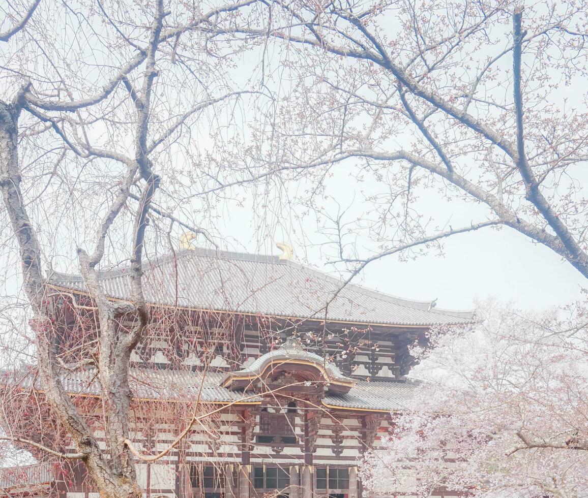 sakura ciliegia fiorire prese nel primavera nel Giappone foto