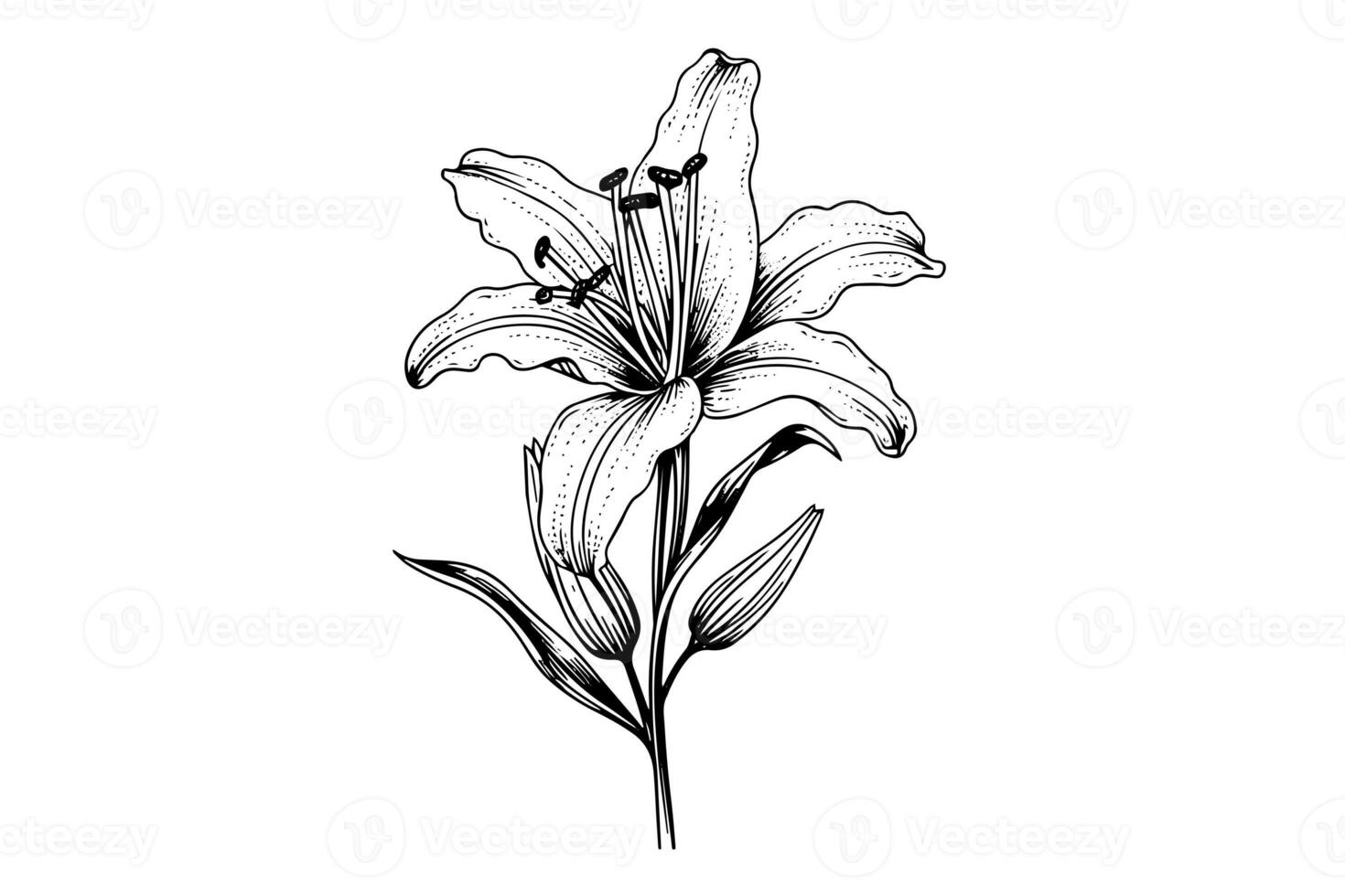 monocromatico nero e bianca mazzo giglio isolato su bianca sfondo. disegnato a mano vettore illustrazione. foto