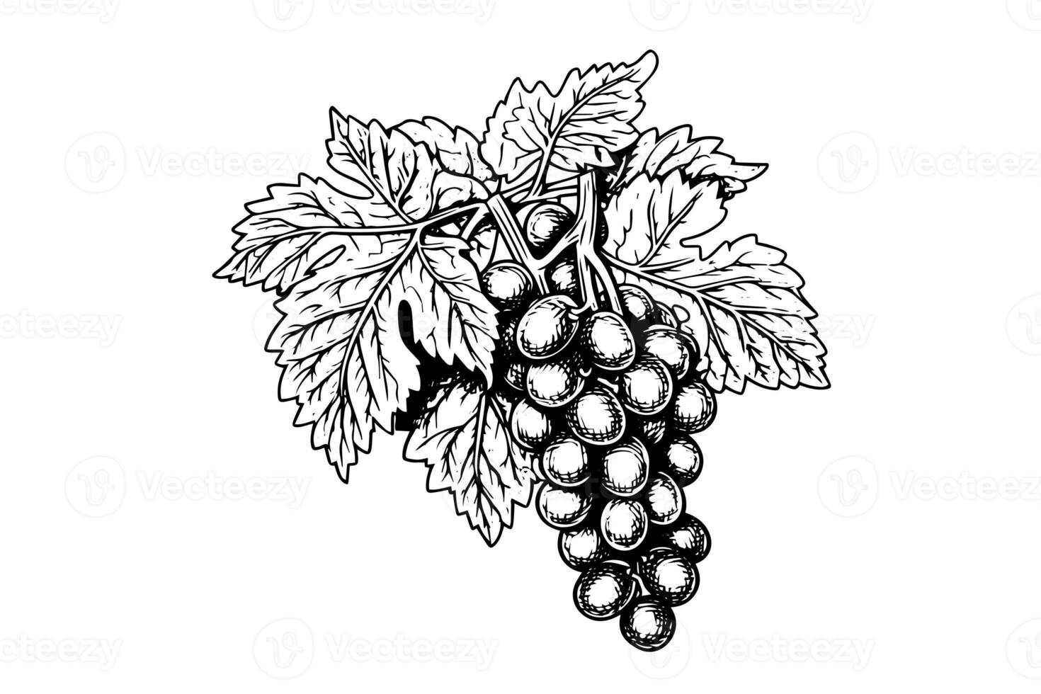 mano disegnato inchiostro schizzo di uva su il ramo. incisione stile vettore illustrazione. foto