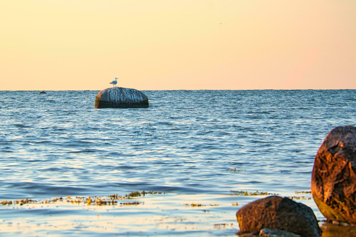 uccello su un' pietra nel il baltico mare a tramonto. natura foto a partire dal il costa.