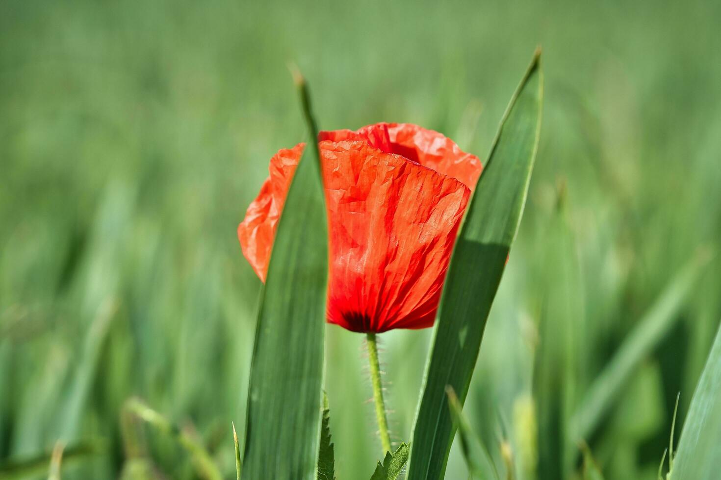 papavero fiore isolato nel campo di mais. verde erba nel sfondo. paesaggio tiro foto