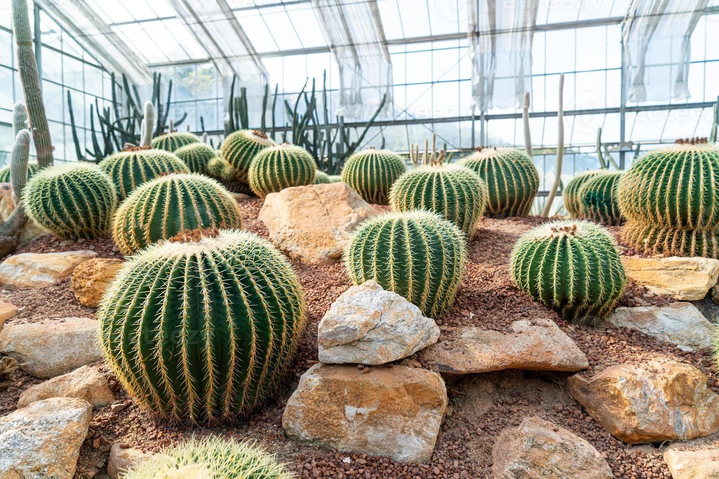 bellissimo cactus in giardino al giardino botanico regina sirikit chiang mai, thailandia foto