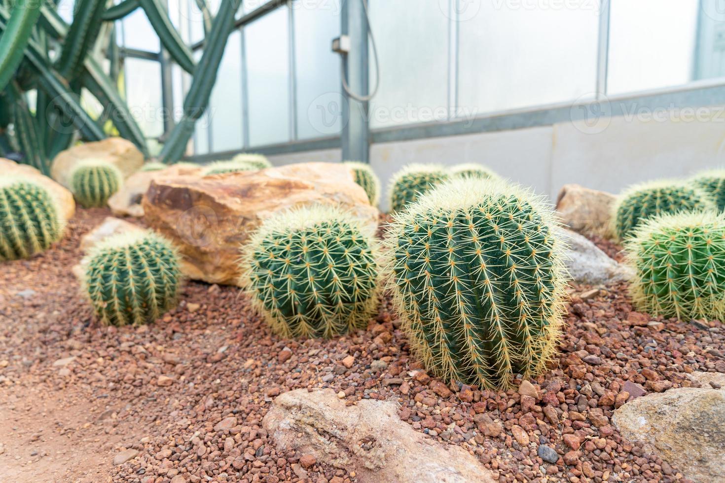 bellissimo cactus in giardino al giardino botanico regina sirikit chiang mai, thailandia foto