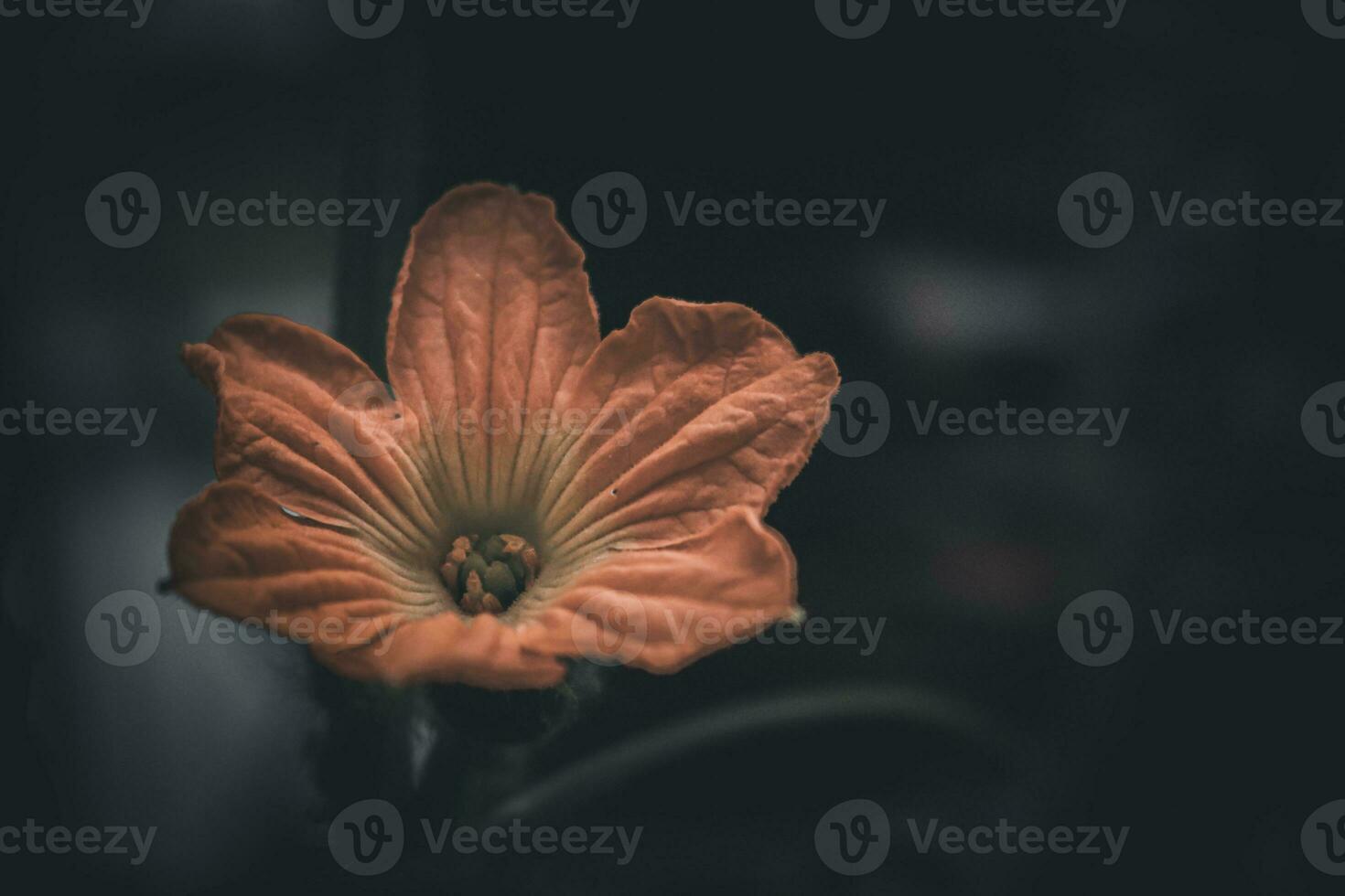 vicino su, fiore foto