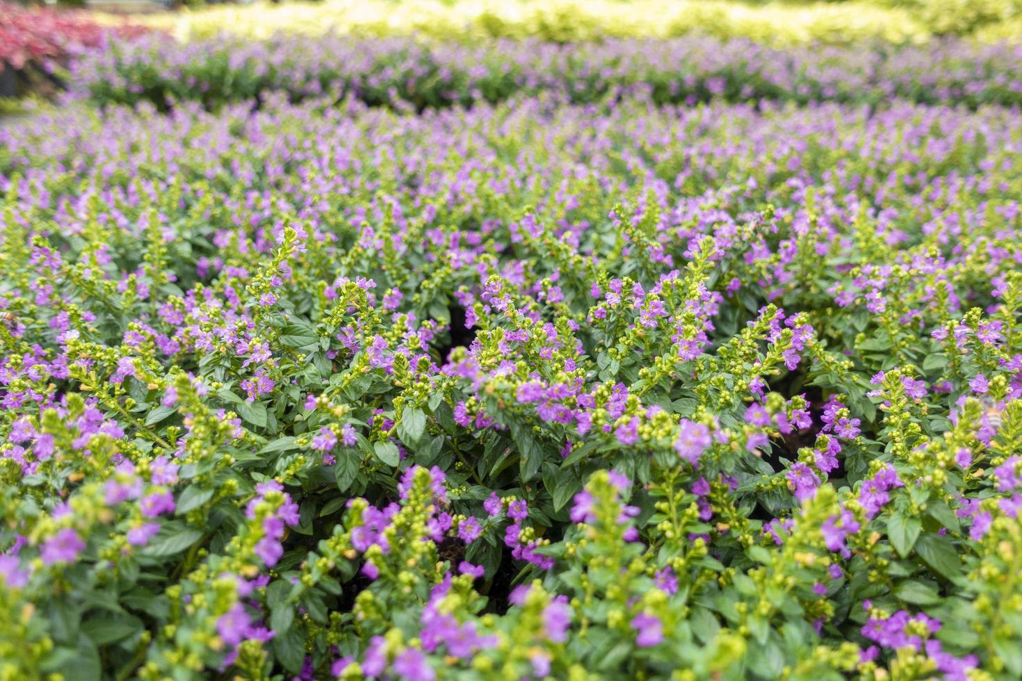 sfondo di fiori verdi foto