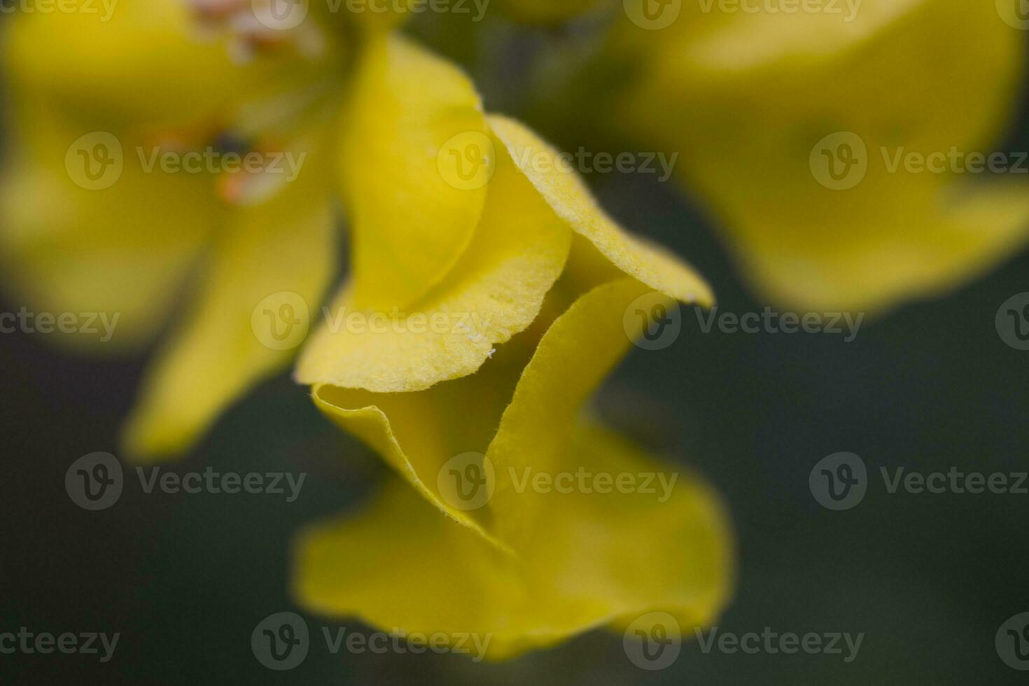 giallo fiore in crescita nel il prato tra verde le foglie su un' caldo soleggiato giorno foto