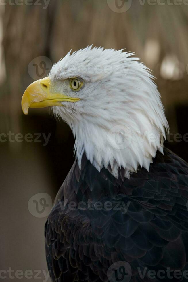 un' ritratto di un' uccello di preda americano aquila su un' neutro beige sfondo foto