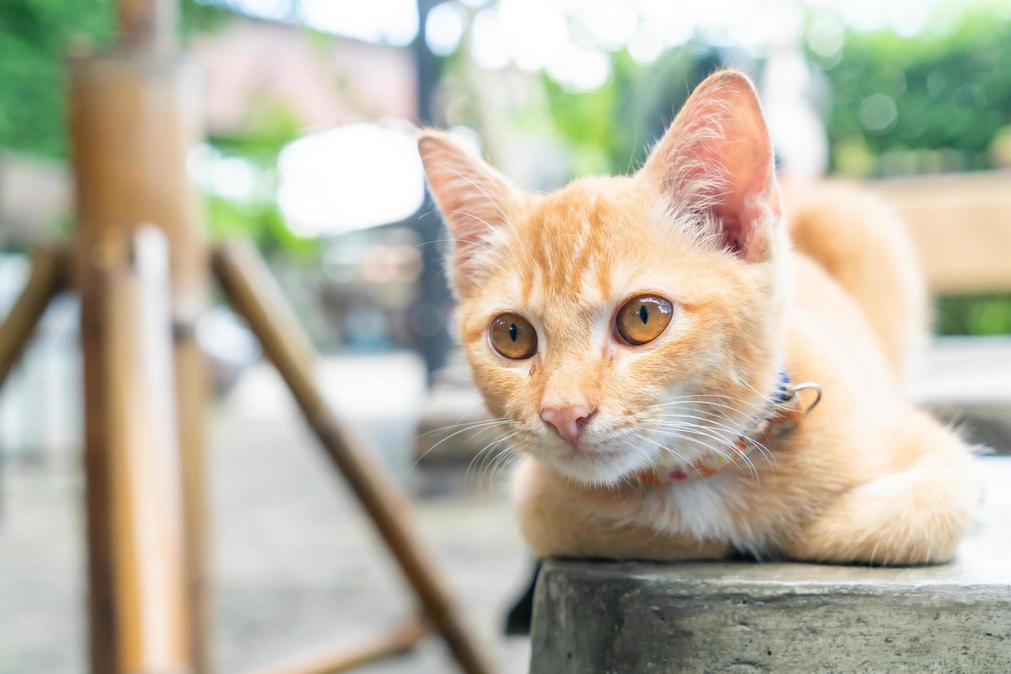 primo piano simpatico gattino arancione orange foto