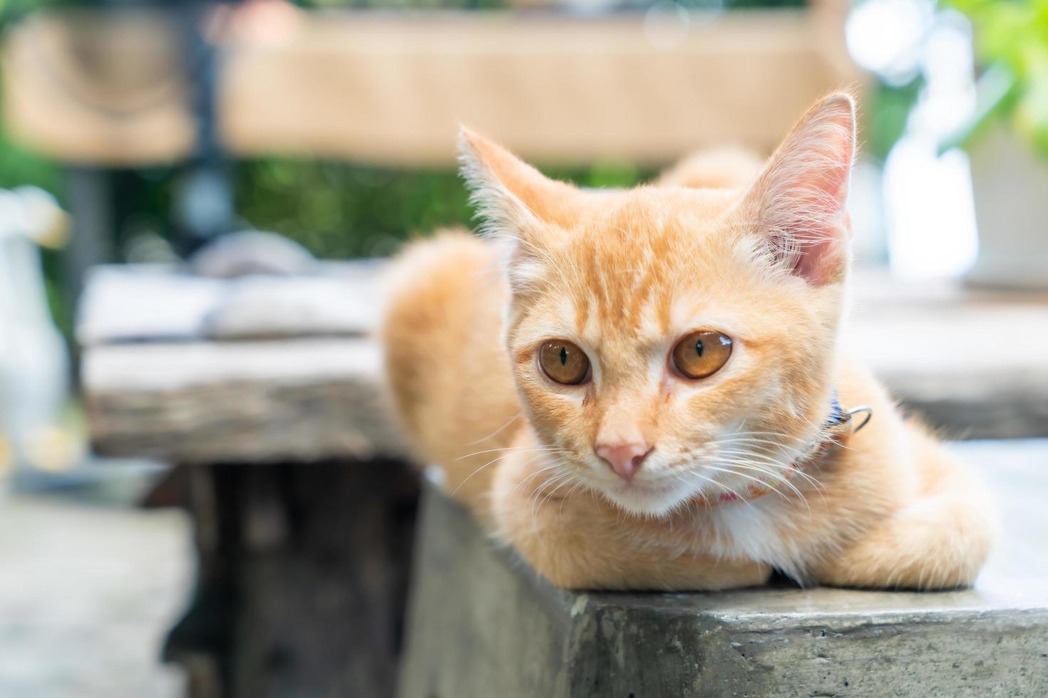 primo piano simpatico gattino arancione orange foto