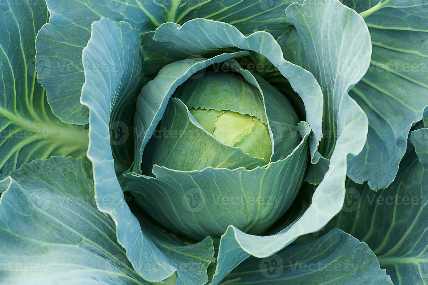 avvicinamento di un' testa di cavolo nel il giardino. foto