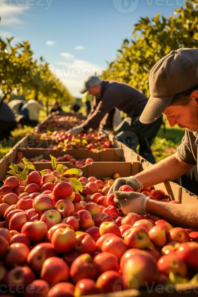 un' gruppo di agricoltori accuratamente raccolta e ordinamento mele nel il assolato frutteto durante il autunno raccogliere stagione foto