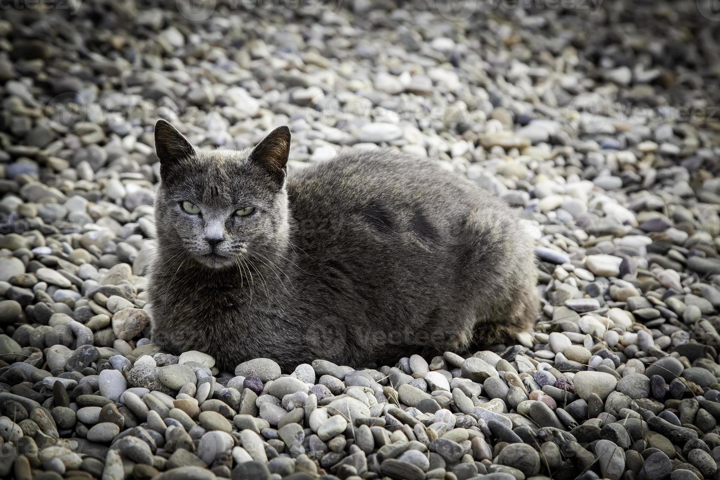 gatto grigio per strada foto