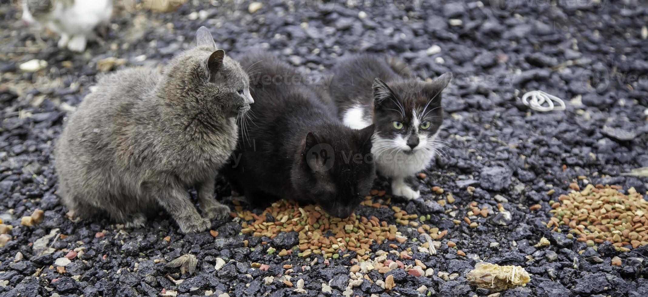 gatti che mangiano per strada foto
