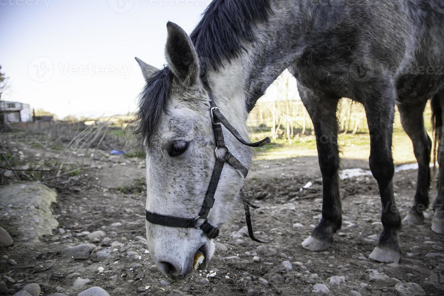 cavallo nella stalla foto