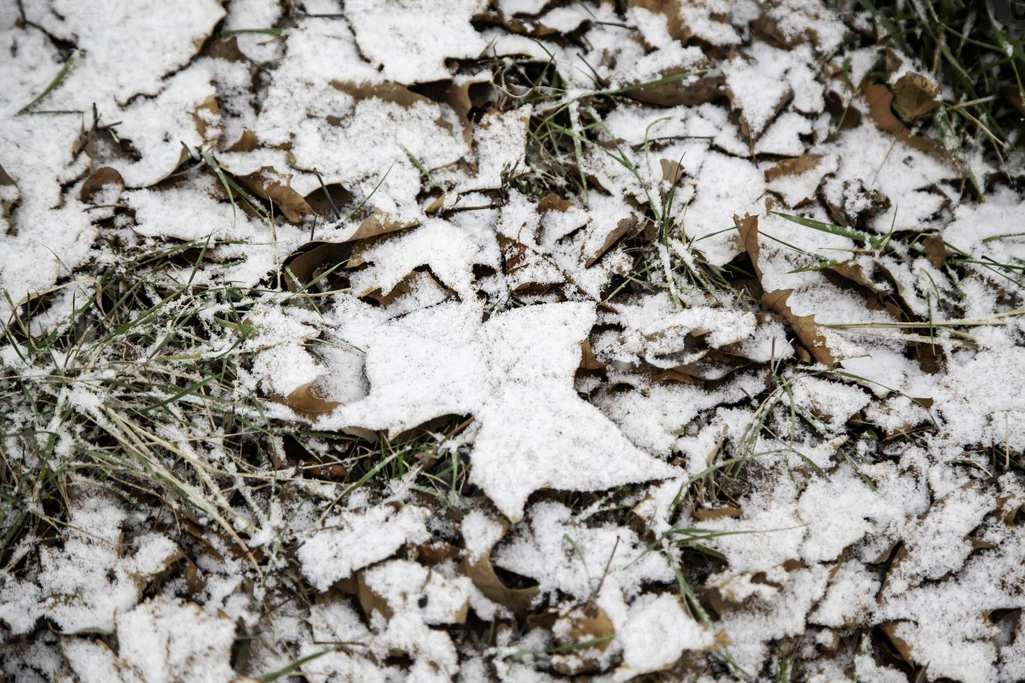 erba verde nella neve foto