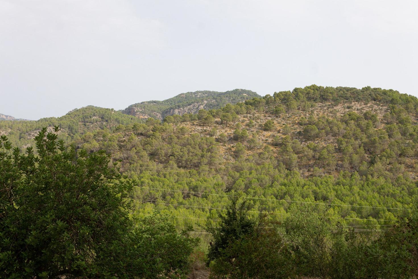 strada tra gli alberi. pista ciclabile di maiorca foto