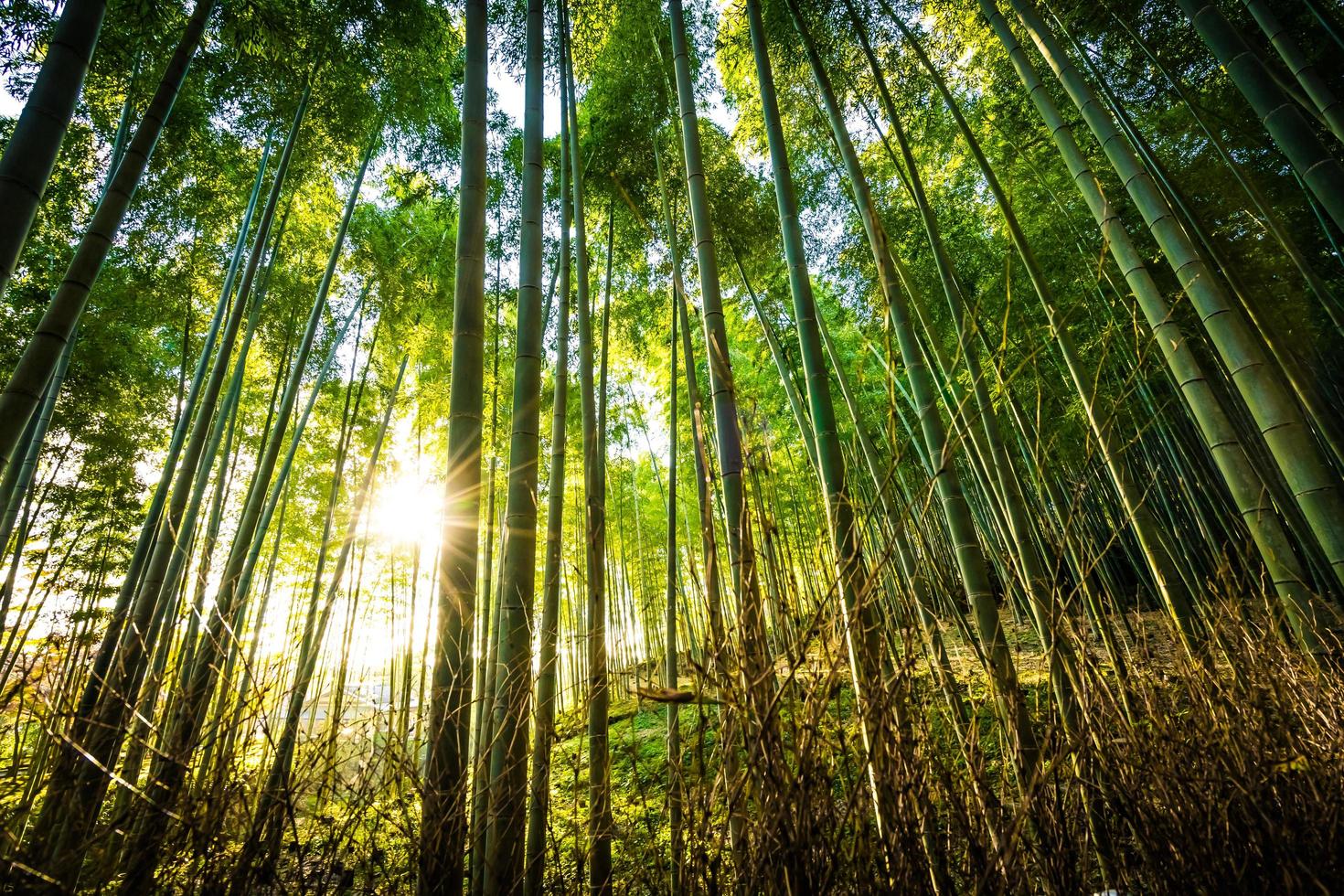 bellissimo paesaggio di boschetto di bambù nella foresta di arashiyama kyoto foto