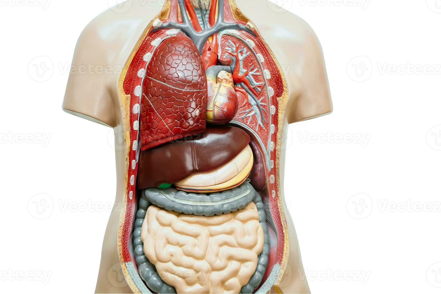 umano corpo anatomia organo modello isolato su bianca sfondo con ritaglio sentiero per studia formazione scolastica medico corso. foto