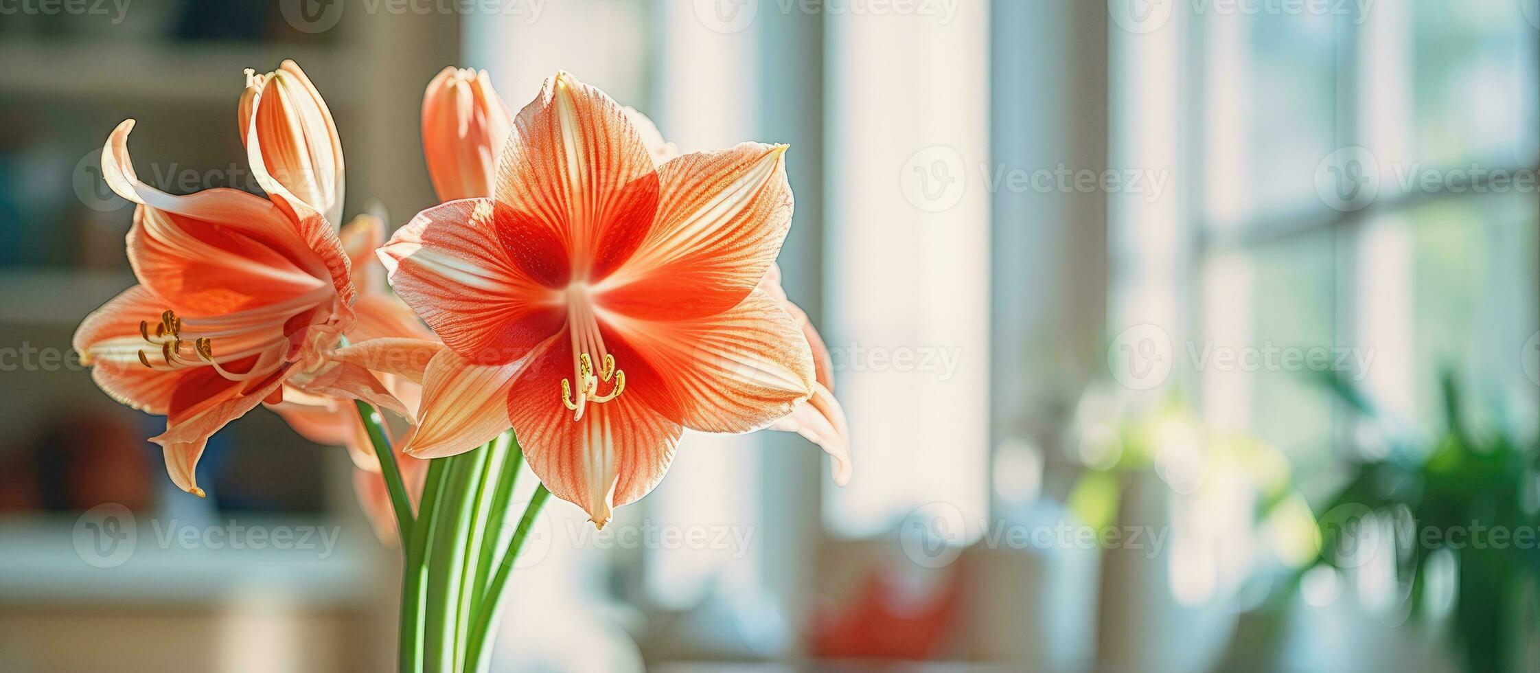 bellissima hippeastrum fioritura in casa o all'aperto con arancia vene su petali e polline coperto stami vivace vicino su floreale Immagine ispirando e edificante foto