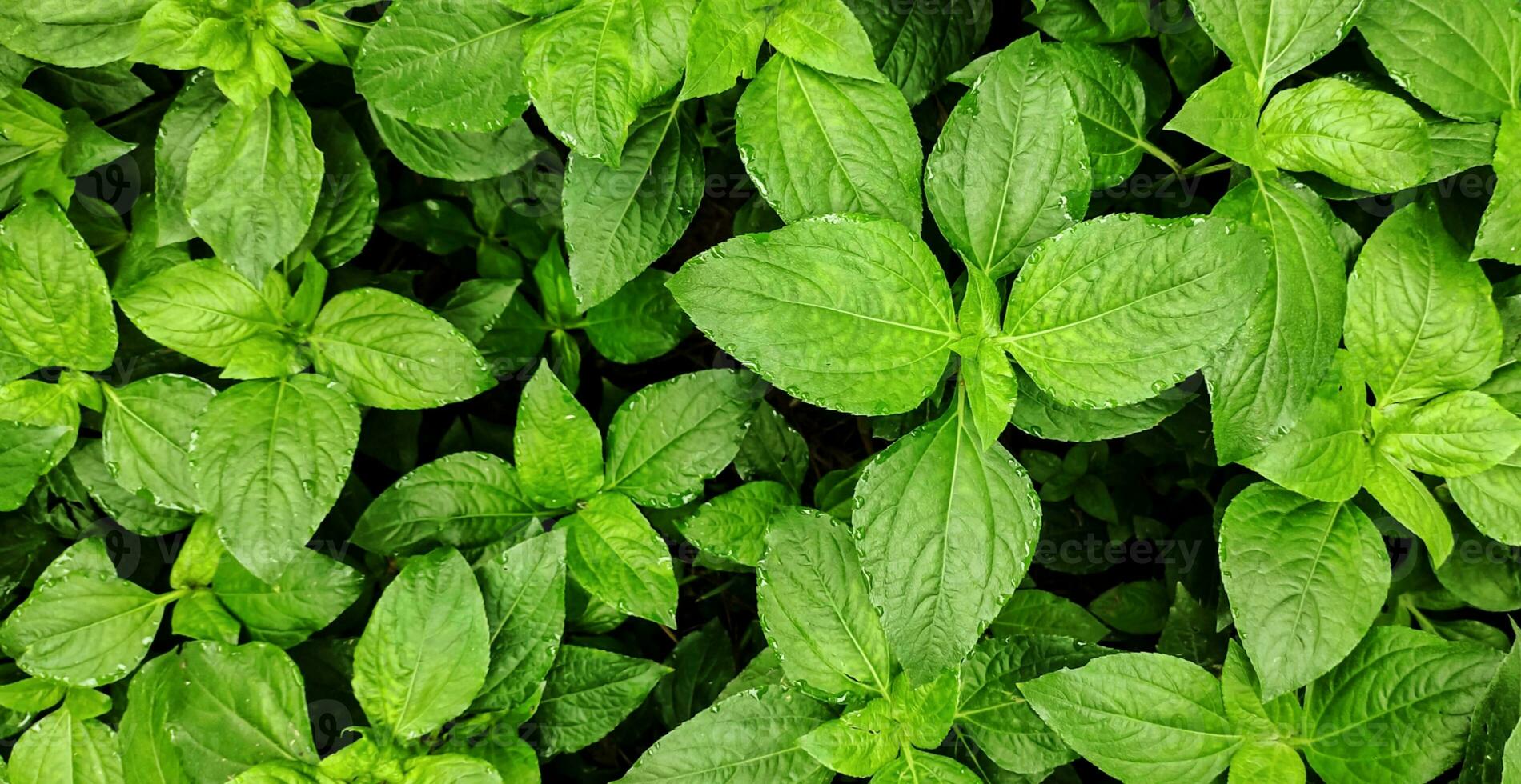 un' vicino su di un' grande verde frondoso pianta naturale sfondo foto