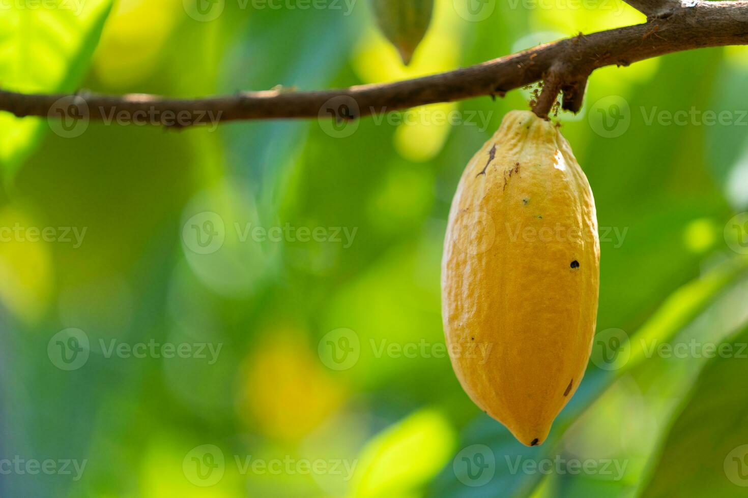 giallo cacao frutta su il cacao albero nel il piantagione. foto