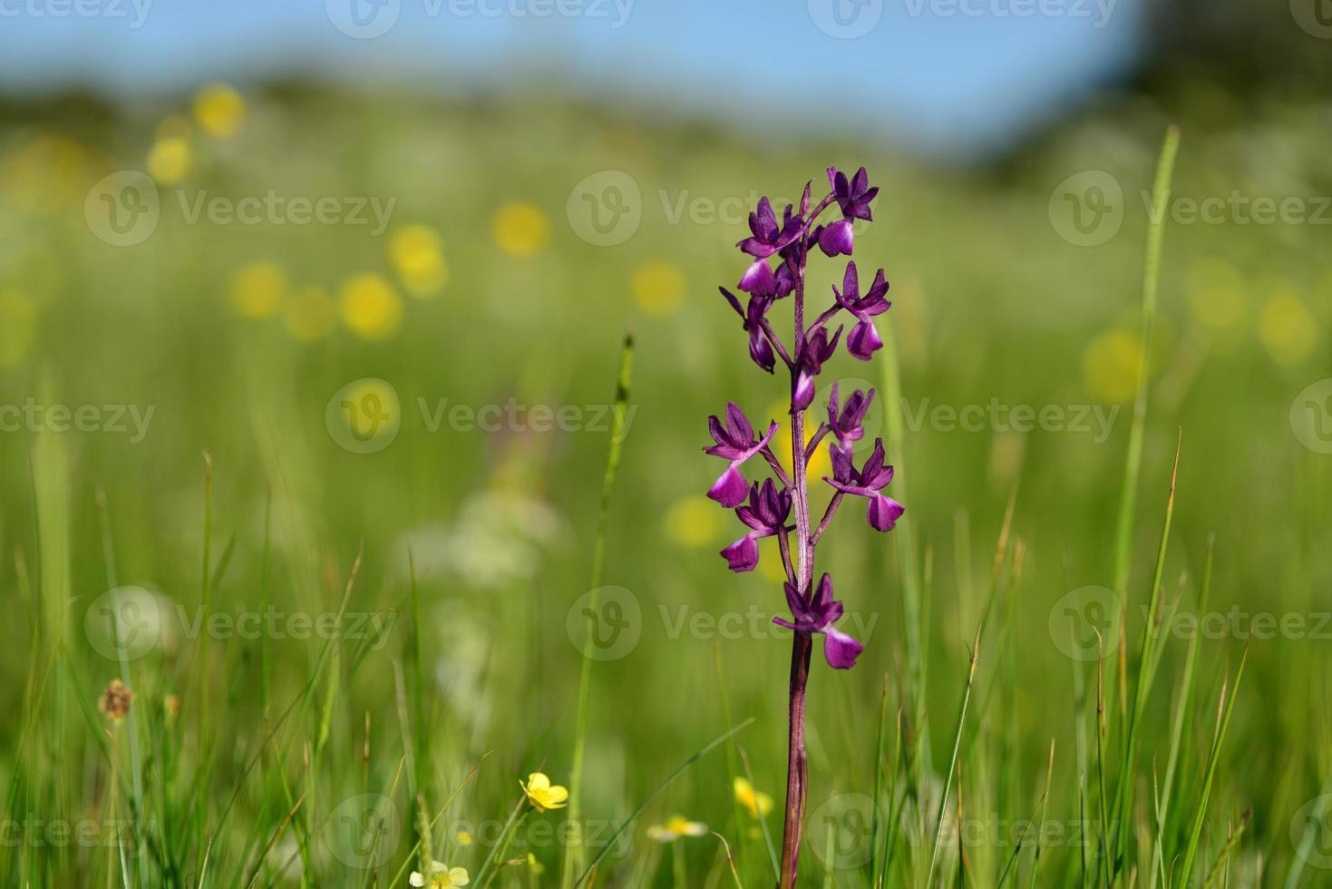 jersey orchid uk macro immagine di fiori di campo primaverili di palude foto