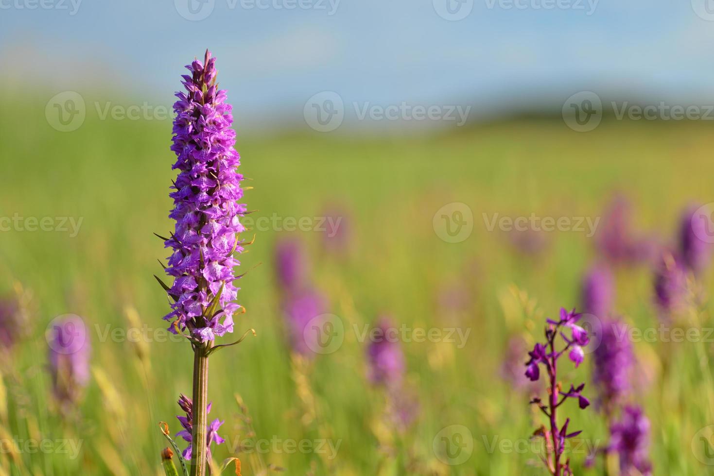 Southern Marsh Orchid Jersey Regno Unito Macro Immagine Di Primavera Marsh Wildflowers foto